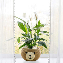 Load image into Gallery viewer, Cute Bear Round Basket - Cotton Rope Baskets in Living Room, Brown
